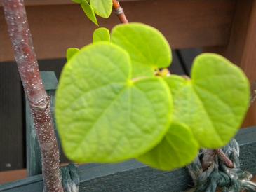 2010,4,29 ハートの葉っぱ.jpg