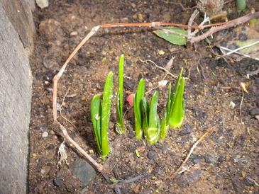 2010,3,6 やっと芽が出てきたよ.jpg