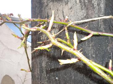 2010,3,6 バタースコッチの新芽.jpg