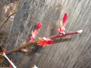 2010,3,6 ブラックティーの新芽.jpg