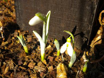 2010,1,5 雪割草.jpg