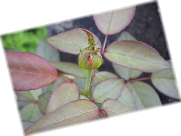 2009,8,13 ブラックティーの蕾.jpg