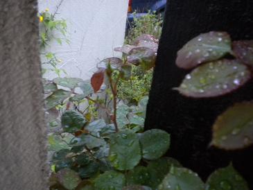 2010,4,28 昨日アブラムシをとってあげたバタースコッチ.jpg