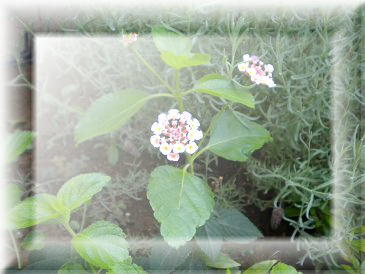 2009,8,13 ランタナの２番花.jpg