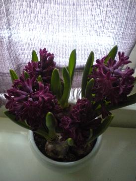 ヒヤシンス.jpg
