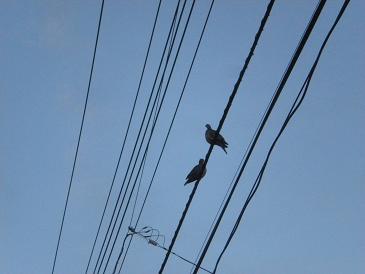 つがいの鳩？.JPG