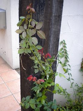 2009,8,2 バタースコッチの成長.jpg