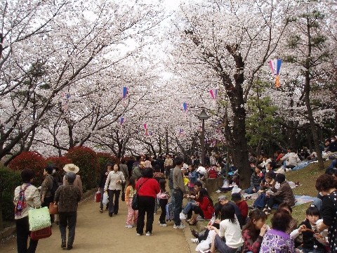 2008年春飛鳥山２