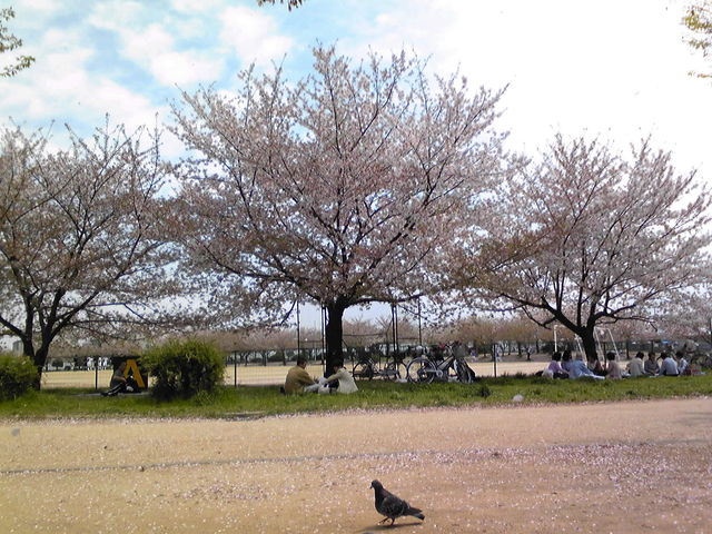 白公園桜.jpg