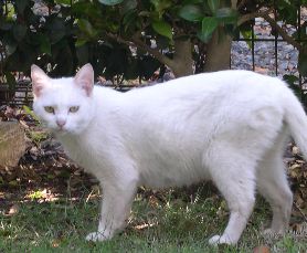 シロ