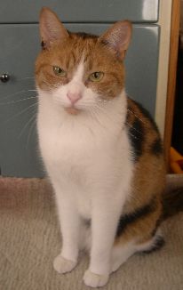 レトルト風は嫌い