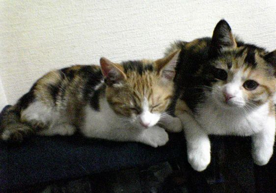 子猫時代２