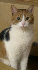 手の主