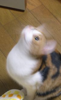 蛾が飛び立つ