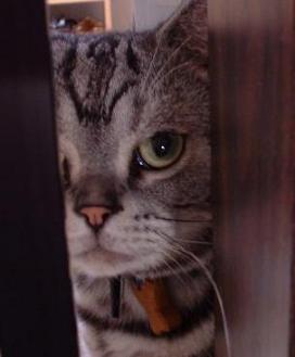 neko1.jpg
