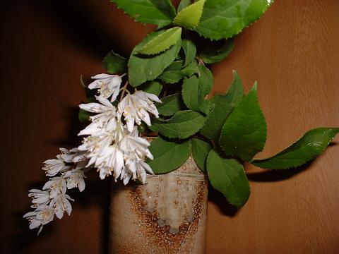 卯の花ってどんな花 ふくすまの空の下から 楽天ブログ