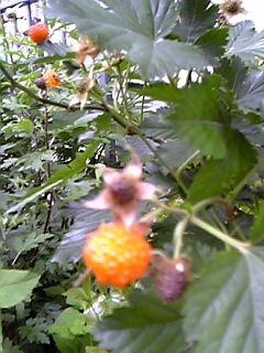 y-berry.jpg
