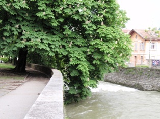 castagna indiana le foglie che toccano l-acqua.JPG