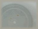 20090203 128-2.gif