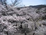 桜　2010-2