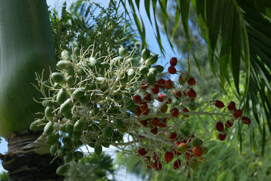 2008_10_SAIPAN 025.jpg