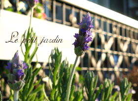 レースラベンダー20081202