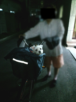 ９月９日　ハイちゃん