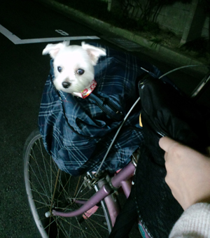 ９月９日　首だけハイちゃん