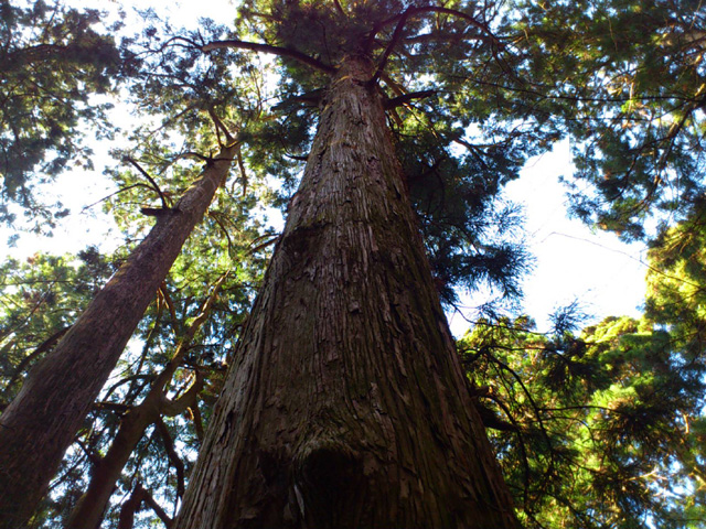立派な杉だ.jpg