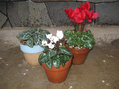 cyclamen20081116c