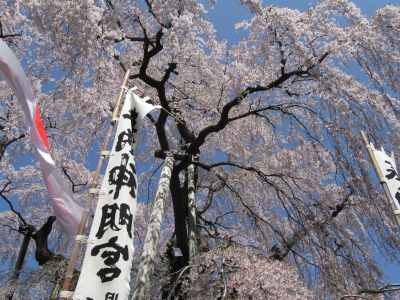 三春滝桜20090418c