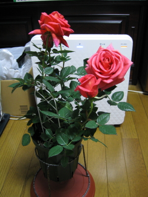 rose20090327a