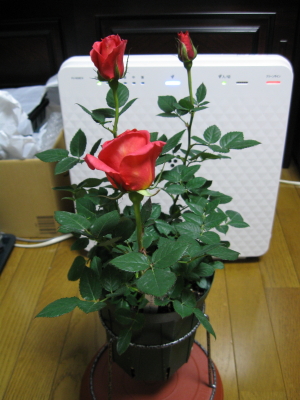 rose20090327b