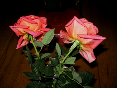 rose20090327d