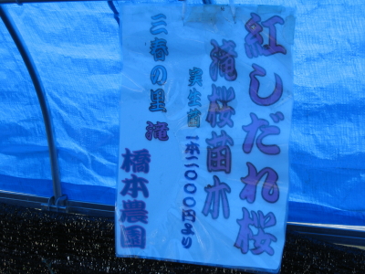 三春滝桜20090418e