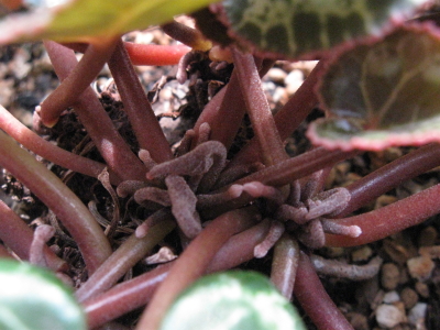 cyclamen200810018b