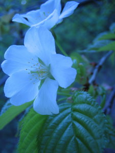 山桜