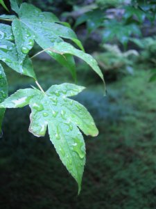 雨の南禅寺