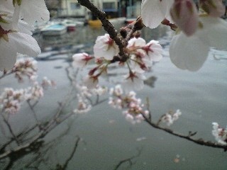 井の頭公園の桜