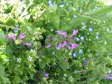野の花