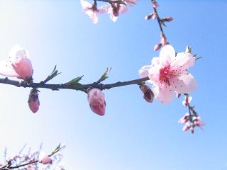 桃の枝