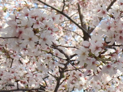 080407桜.jpg