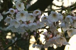 神宮の桜R02.jpg