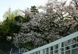 神宮の桜R01.jpg