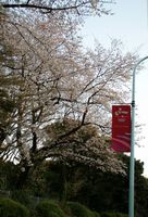 神宮の桜R06.jpg