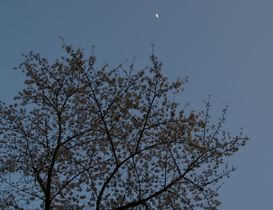 神宮の桜R07.jpg