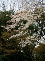 神宮の桜R08.jpg