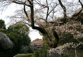 神宮の桜R09.jpg