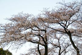 神宮の桜R10.jpg
