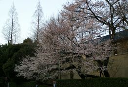 神宮の桜R11.jpg